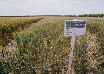 Поле пшениці — земельний пай