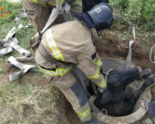 Рятувальникам довелося витягувати корову з колодязя