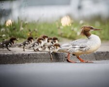 Качки крохалі під час рятувальної акції у Варшаві