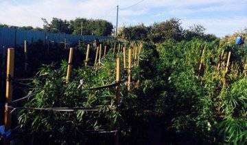 На Миколаївщині правоохоронці виявили наркотиків на 2 млн грн (відео)