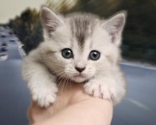 Зворушливо: сентиментальні водії двічі за тиждень врятували кошенят