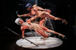 До Києва привезли людські тіла без шкіри: Body Worlds шокує та захоплює, фоторепортаж