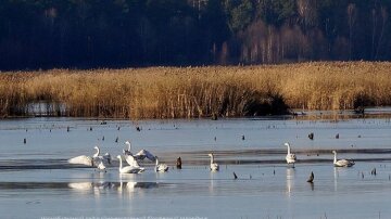 Лебеді в Чорнобилі, фото: Facebook/ zapovidnyk2018