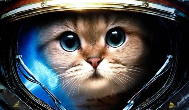 Кіт Шредінгера полетів у космос