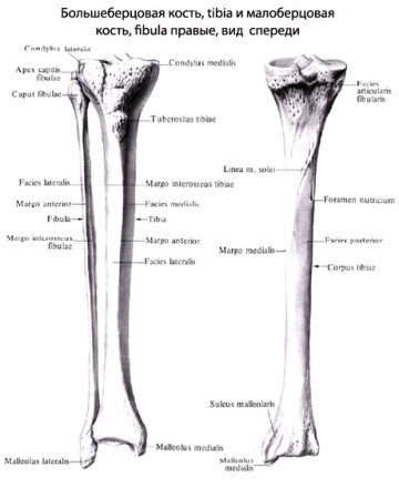 Большеберцовая и малоберцовая кости человека
