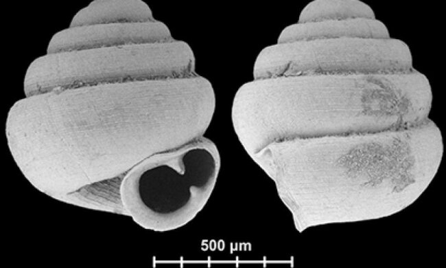 Відкрили крихітних равликів, десяток яких вміщається у вушці голки