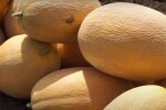 Сезон дынь в самом разгаре: как правильно выбрать вкусняшку