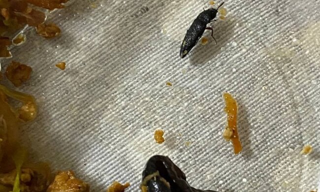 Українець виявив вусатого нахабу в їжі з доставки: ще й лапками ворушить