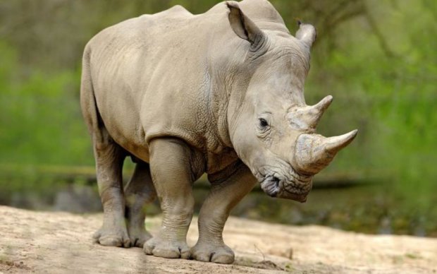 Фотограф показал жизнь последних белых носорогов