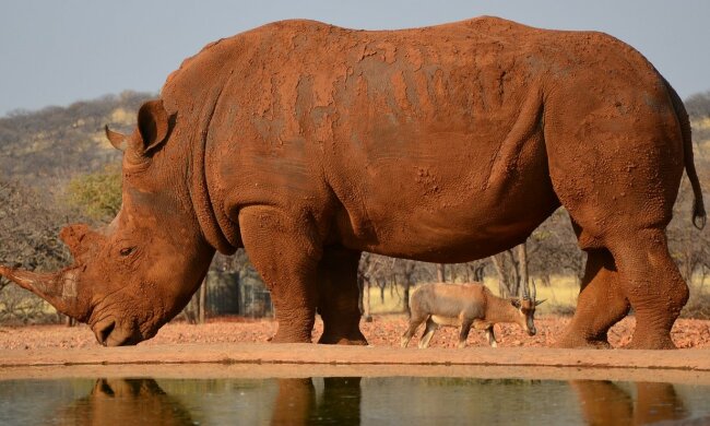 Під Вінницею виявили кістки носорога, це може переписати історію: археологи приголомшені