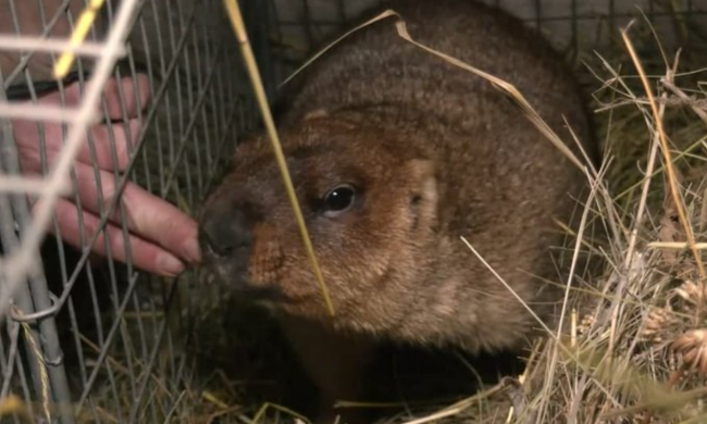 Бабак Тимко, фото: suspilne.media