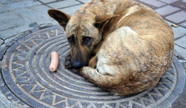 Чем угрожают бездомные собаки украинцам 