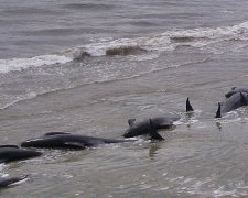 З'явилося відео масового самогубства китів в Новій Зеландії