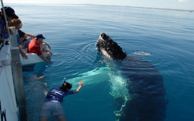Ученые показали подводную жизнь глазами китов