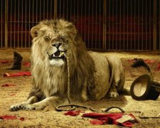 Лев не витримав "п'ятизіркових умов" українського цирку