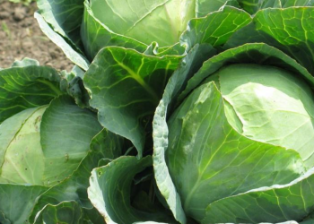 Капуста, огород, изображение из свободных источников