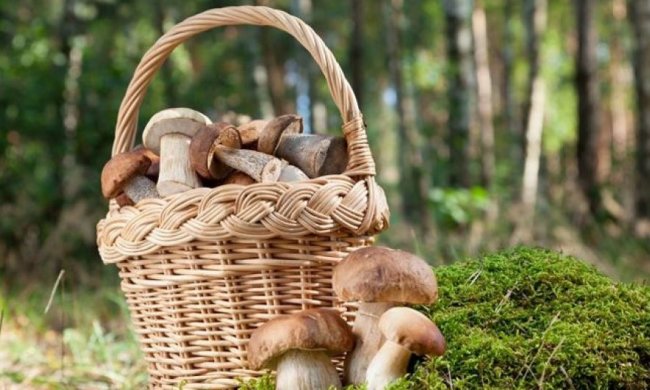 У львівських лісах шукають зниклих грибників