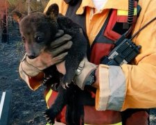 Пожежники врятували ведмежатка з вогню (фото, відео)