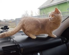Кішка зрешетила дорогезний салон Mercedes: сума збитків вражає