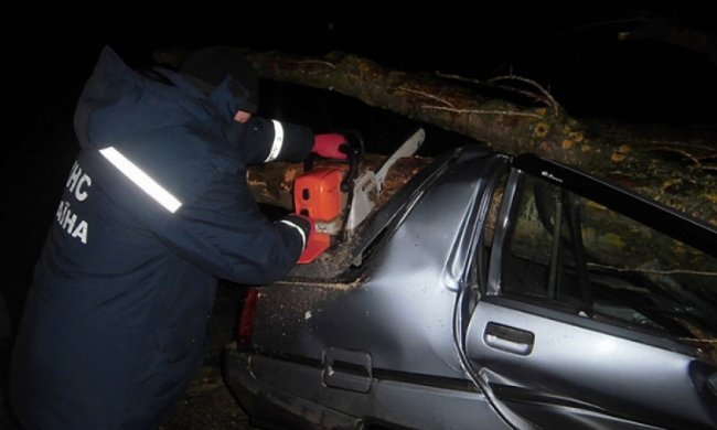 Упавшее дерево едва не убило трех людей (фото)