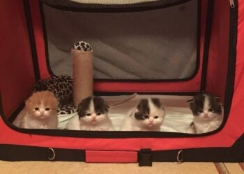 Котики, фото из соцсетей