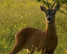Зообійка відбулась на україно-булоруському кордоні