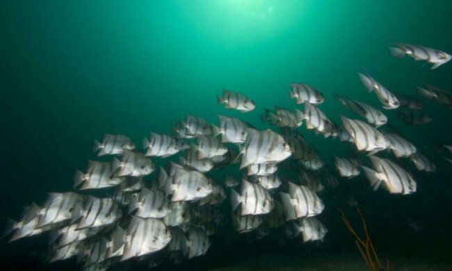 Популяция в мировом океане за последние 45 лет сократилась вдвое