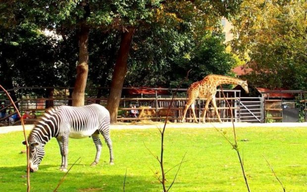 Краска потекла: египетский зоопарк вместо зебр подсунул фальшивку