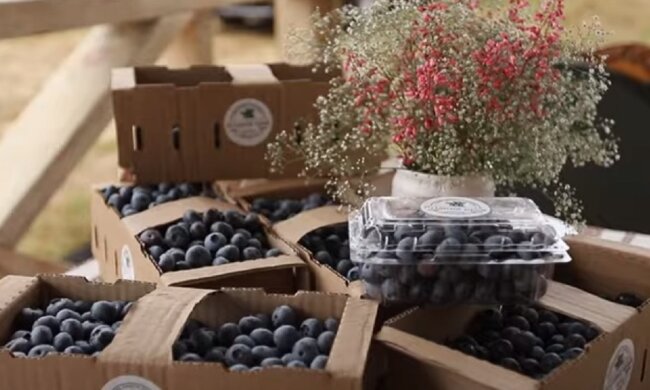 Голубика. Фото: Youtube