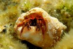 Рапани в Азовському морі
