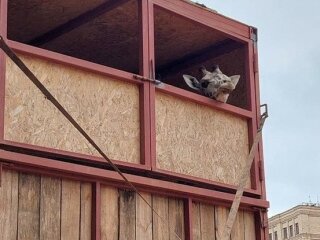 Жираф, фото Суспільне