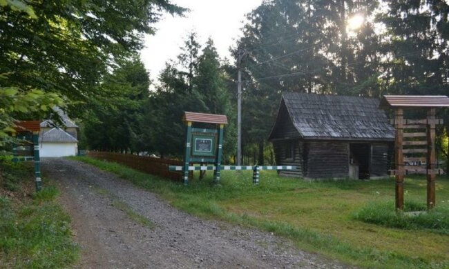  В Украине решили обновить лесное хозяйство