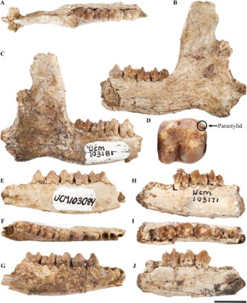 Останки Miniconus jeanninae, фото: tandfonline