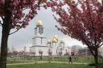 Львов превратился в Токио - цвет японских вишен сводит с ума, невероятная красота
