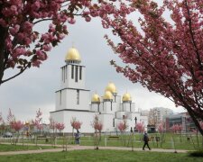 Львів перетворився на Токіо - цвіт японських вишень зводить з розуму, неймовірна краса