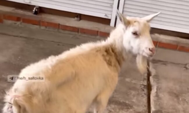 Скрін, відео Facebook