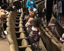 Собачки на театральному фестивалі, фото: Stratford Festival