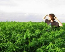 Стало известно, кто из украинцев мечтает о легализации марихуаны