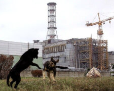 Чорнобильська зона ожила і вкрилася квітами, фото аномалії виклали в мережу