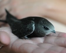 Птахи в Україні почали масово впадати в кому