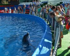 Київська поліція обшукує дельфінів