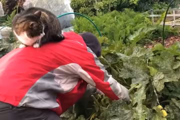 Огород, фото: скриншот из видео