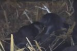 ведмежата / скріншот з відео