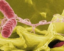 Бактерии сальмонеллы - новое оружие против рака