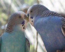 Людям варто повчитися: історія кохання двох папуг підкорила мережу