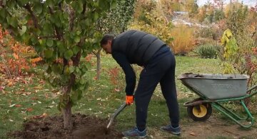 Окапывание деревьев. Фото: скрин