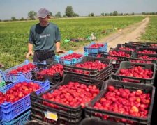 Не повторяйте ошибок: украинцы назвали главные недостатки работы за рубежом