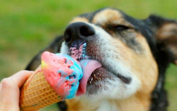 П'ять цікавих фактів про морозиво