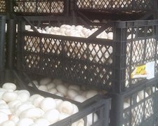 Контрабандист віз в «ДНР» гриби на 72 тисячі гривень (фото)
