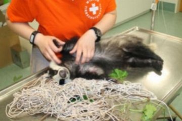 Роналду из сетки ворот вытаскивали спасатели